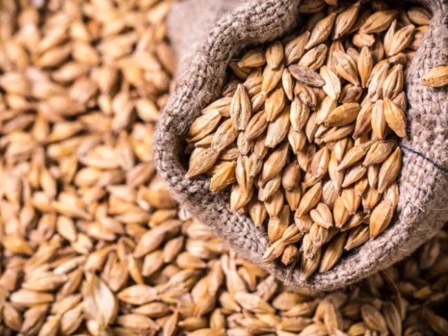 barley